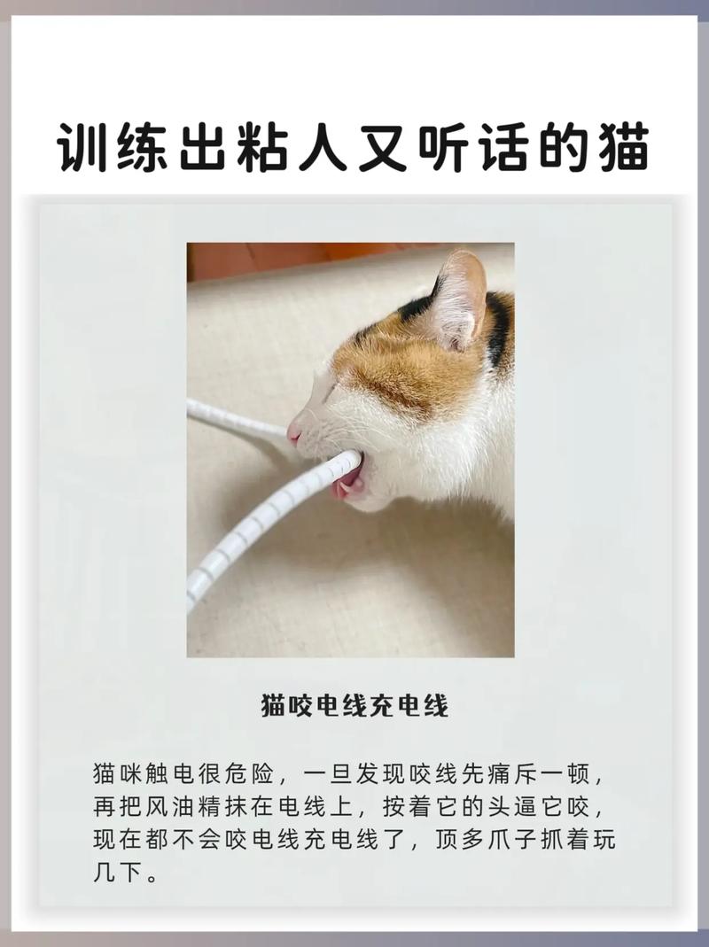 建立信任让猫咪粘人,健康饮食科学引导(怎么养猫粘人听话) 建立信任让猫咪粘人,健康饮食科学引导(怎么养猫粘人听话)