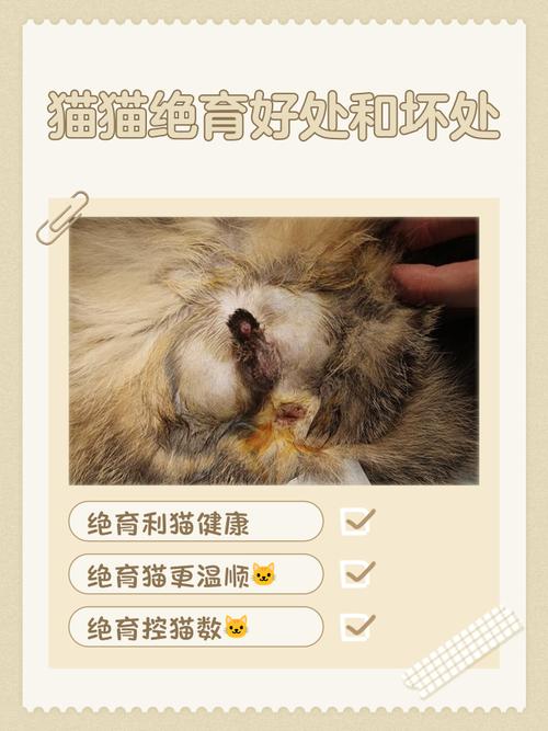 健康幸福少烦恼(母猫不绝育的优点) 健康幸福少烦恼(母猫不绝育的优点)