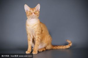 优雅活泼的家庭宠物（德文莱克斯猫）