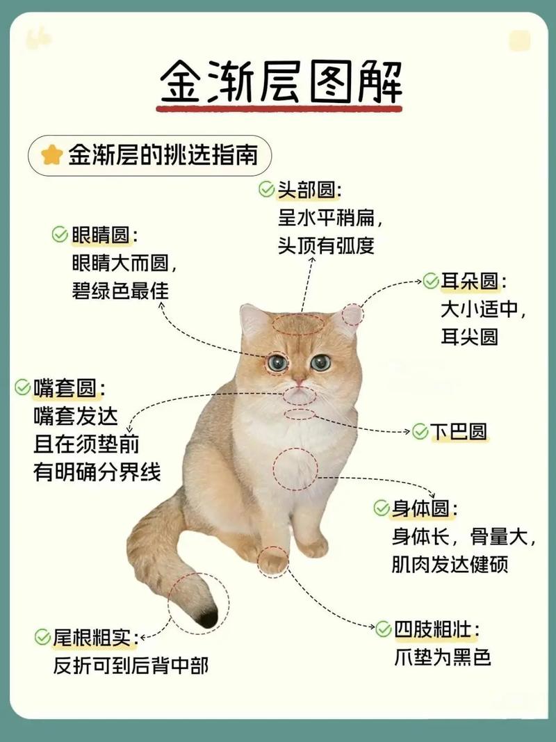 美丽背后的饲养成本与责任(白色金渐层猫为什么不能养) 美丽背后的饲养成本与责任(白色金渐层猫为什么不能养)