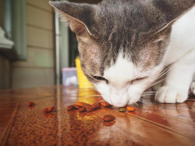 红薯可适量喂猫助消化，但高糖易致胖需煮熟控量（猫猫能吃红薯么）