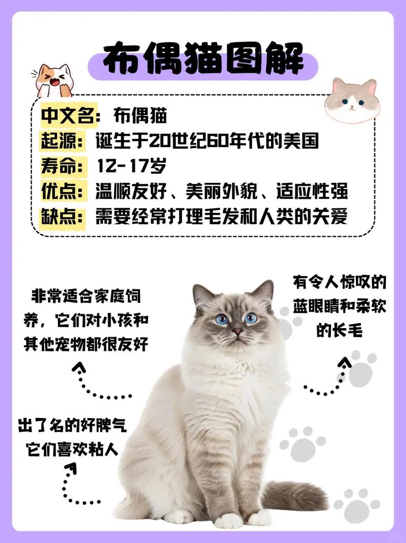 喂护健康行为(布偶猫知识) 喂护健康行为(布偶猫知识)