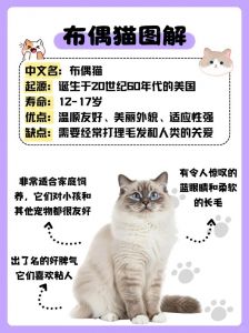 选对猫咪品种，养猫更轻松！（猫咪哪个品种好养性格温顺不抓人）