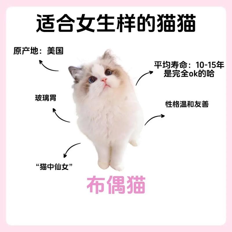 布偶猫价格从千到万,花色血统地域有影响(现在布偶猫多少钱一只) 布偶猫价格从千到万,花色血统地域有影响(现在布偶猫多少钱一只)
