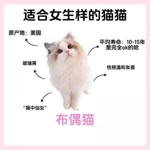 警惕！布偶猫87万是假的，真实价格6000-5万，理性养猫最重要（87万的布偶猫 70万）