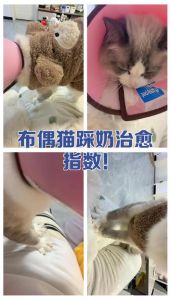 猫咪踩奶正常吗？这样应对更亲密（布偶猫后脚踩奶要制止吗）