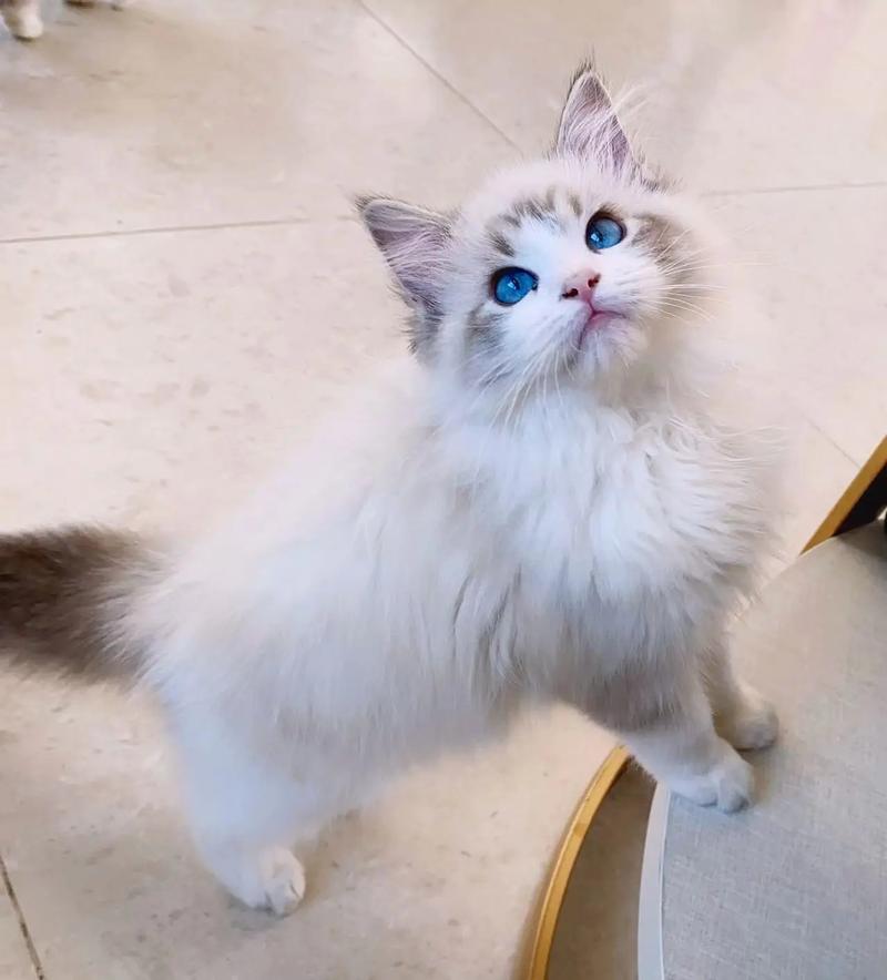 山猫纹布偶猫价格亲民,非赛级且繁殖难(山猫纹布偶猫为什么便宜) 山猫纹布偶猫价格亲民,非赛级且繁殖难(山猫纹布偶猫为什么便宜)