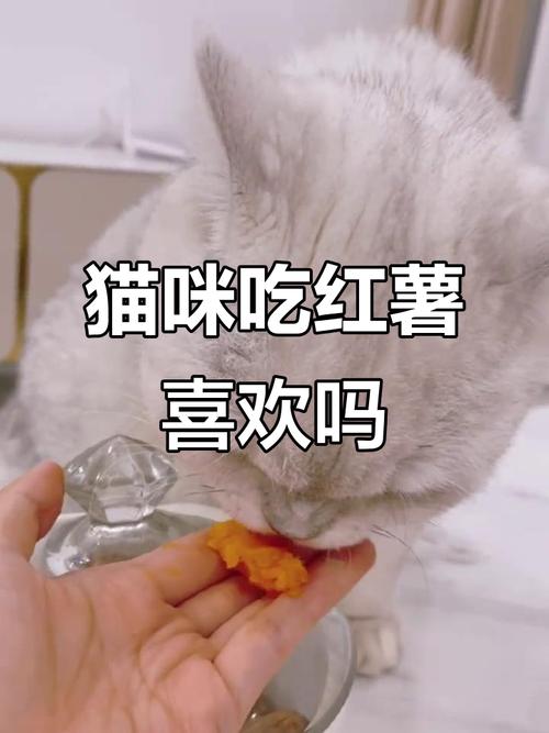 蒸红薯少量喂猫可助排便，但需控制量防消化不良（猫能吃红薯吗蒸熟的）