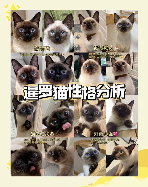 暹罗猫粘人爱闹,肠胃敏感挑食,适合常陪伴(暹罗猫适合新手养吗) 暹罗猫粘人爱闹,肠胃敏感挑食,适合常陪伴(暹罗猫适合新手养吗)