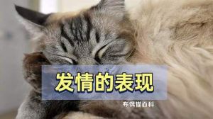 布偶猫母猫发情行为及应对（布偶猫母猫发情表现）
