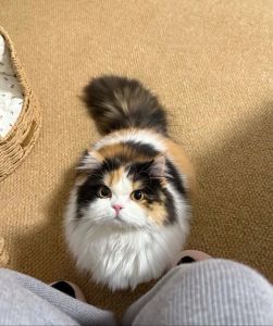 三花猫像布偶猫？看体型毛色轻松分辨（一只很像布偶猫的三花猫）