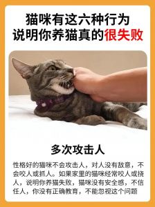 烦恼多？养橘猫好处也不少（养橘猫的十大危害）