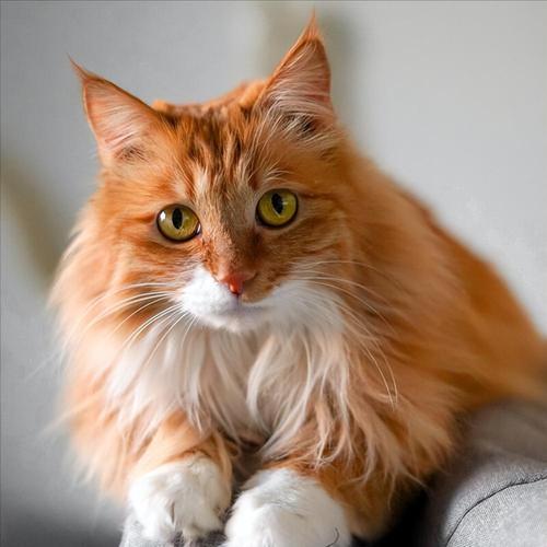 狮子猫掉毛多怎么办?(狮子猫容易掉毛吗) 狮子猫掉毛多怎么办?(狮子猫容易掉毛吗)