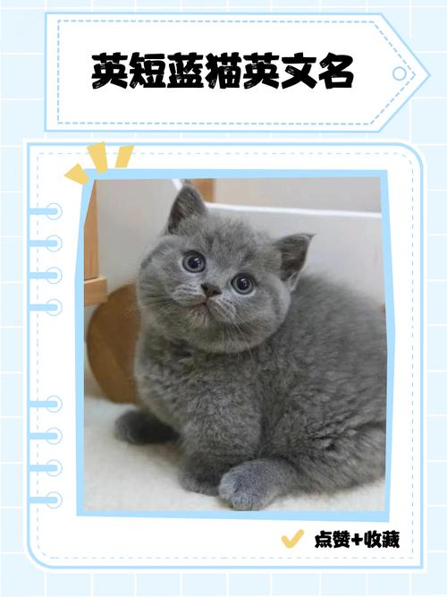 猫咪超懂你,会蹭腿安慰主人(英短猫能听懂人话吗) 猫咪超懂你,会蹭腿安慰主人(英短猫能听懂人话吗)
