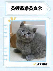 猫咪超懂你，会蹭腿安慰主人（英短猫能听懂人话吗）