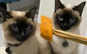 猫咪可适量吃熟红薯，助消化补营养（小猫能吃番薯吗）
