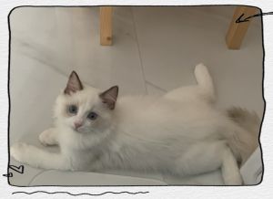 布偶猫2000元原因及选购指南（为什么有的布偶猫才2000元）