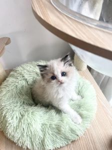 颜值高粘人，体质弱易患病？（海山双布偶猫为什么叫暴毙猫）