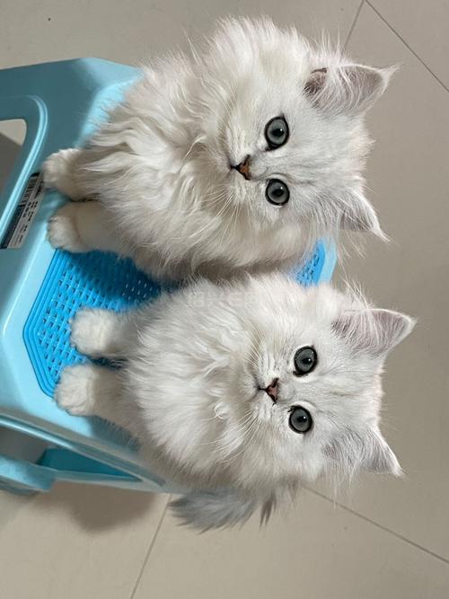 金吉拉猫价格1500-3000元,看血统品相健康(纯种金吉拉猫多少钱一只) 金吉拉猫价格1500-3000元,看血统品相健康(纯种金吉拉猫多少钱一只)