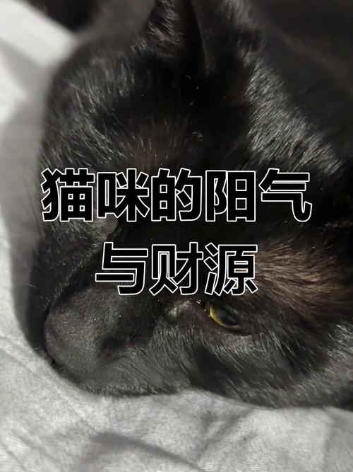 猫咪爱阴凉 因天性安静敏感,给与舒适环境很关键(猫为啥喜欢阴气重的人) 猫咪爱阴凉 因天性安静敏感,给与舒适环境很关键(猫为啥喜欢阴气重的人)