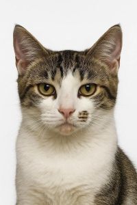 四川特有双耳猫，捕鼠能手忠诚伴（简州猫图片）