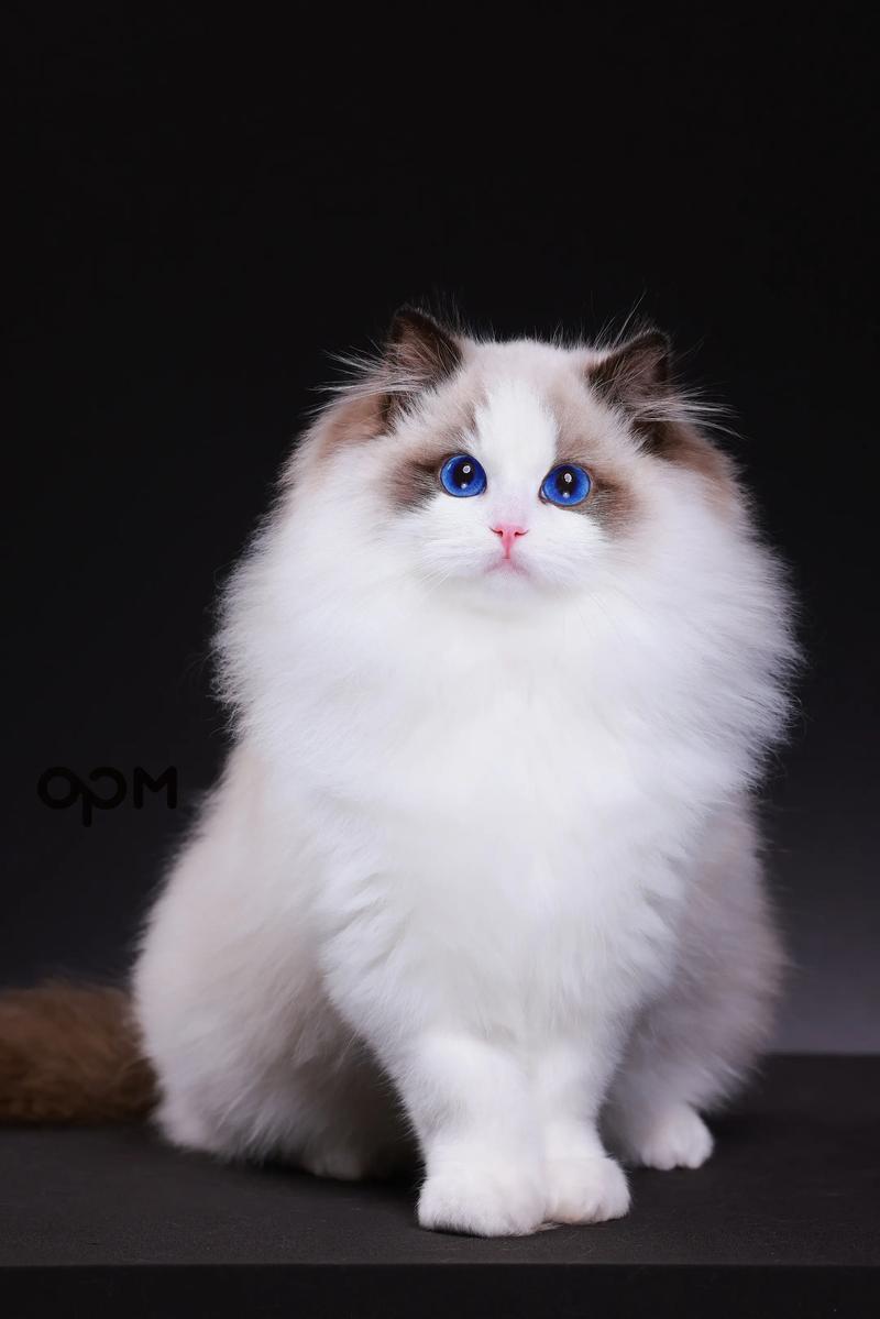 颜色性格大不同,爱猫无分别(海双猫图片) 颜色性格大不同,爱猫无分别(海双猫图片)