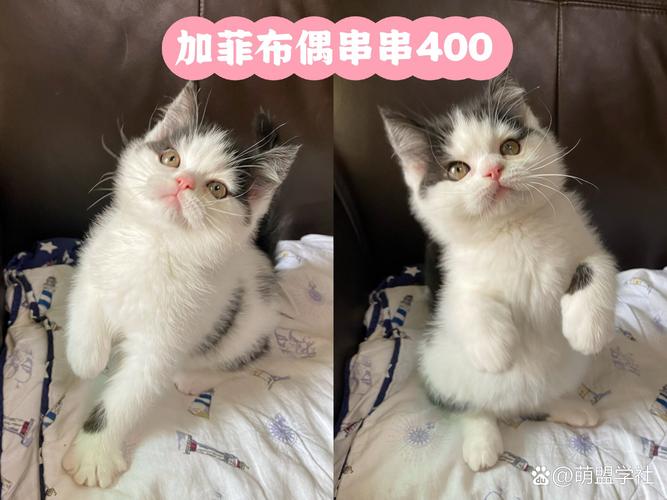 布偶猫加菲猫能配种,后代健康外貌难预测(布偶猫与加菲猫能一起配种吗) 布偶猫加菲猫能配种,后代健康外貌难预测(布偶猫与加菲猫能一起配种吗)