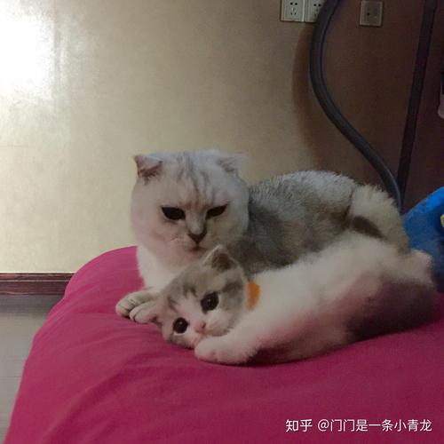新猫进家老猫哈气怎么办?(两只老猫一只新猫老哈气怎么办) 新猫进家老猫哈气怎么办?(两只老猫一只新猫老哈气怎么办)