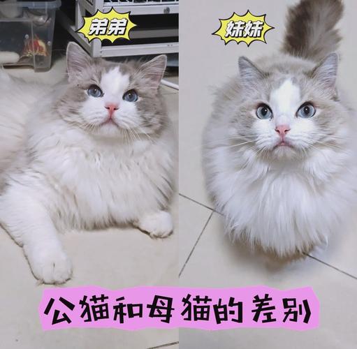 布偶猫晚熟多久?几月成熟?(布偶母猫多大性成熟) 布偶猫晚熟多久?几月成熟?(布偶母猫多大性成熟)