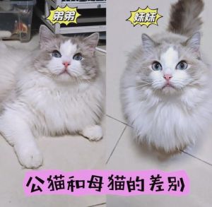 布偶猫绝育好还是不？（布偶母猫绝育好还是生育好）