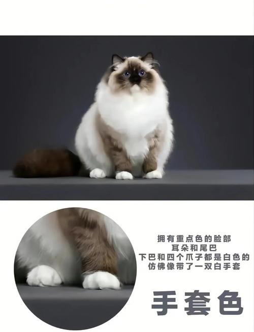 萌态尽显,基因奇妙融合(布偶和蓝猫混血是什么猫) 萌态尽显,基因奇妙融合(布偶和蓝猫混血是什么猫)
