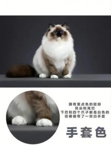 萌态尽显，基因奇妙融合（布偶和蓝猫混血是什么猫）