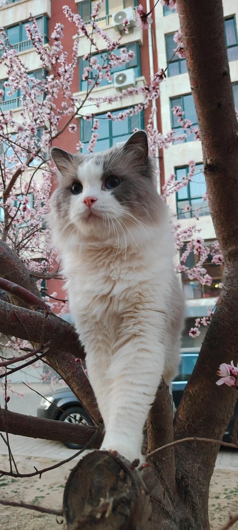 布偶猫消瘦?小心健康警报!(散养在乡下的布偶猫越养越瘦) 布偶猫消瘦?小心健康警报!(散养在乡下的布偶猫越养越瘦)