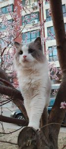布偶猫消瘦？小心健康警报！（散养在乡下的布偶猫越养越瘦）