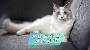 布偶猫春秋发情怎么办？（布偶母猫发情是几月）