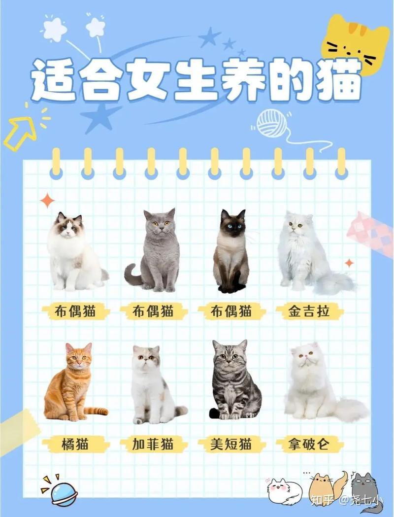 选哪个更适合你?(布偶猫与英短哪个好) 选哪个更适合你?(布偶猫与英短哪个好)