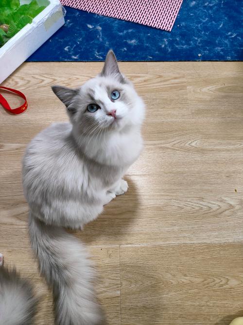 布偶猫养熟要多久?耐心互动很重要(6个月大的布偶猫养的熟吗) 布偶猫养熟要多久?耐心互动很重要(6个月大的布偶猫养的熟吗)