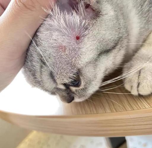 脱毛红痒要当心,及时就医防传染(猫癣是什么样的图片) 脱毛红痒要当心,及时就医防传染(猫癣是什么样的图片)