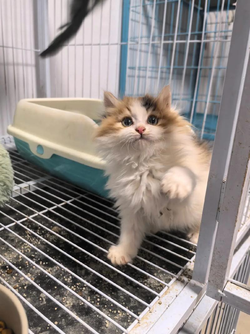 三花猫价格差异大?看品种血统和品相(三花猫多少钱一只正常价) 三花猫价格差异大?看品种血统和品相(三花猫多少钱一只正常价)