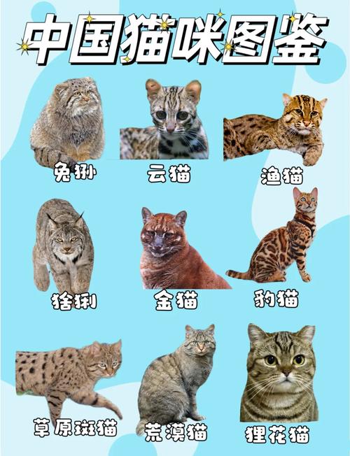 价格从几千到几万美元(十大名猫图片品种) 价格从几千到几万美元(十大名猫图片品种)