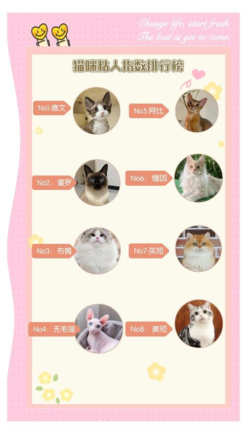 养猫选中华田园猫,便宜好养还粘人!(什么猫最便宜又好养还可爱粘人听话) 养猫选中华田园猫,便宜好养还粘人!(什么猫最便宜又好养还可爱粘人听话)