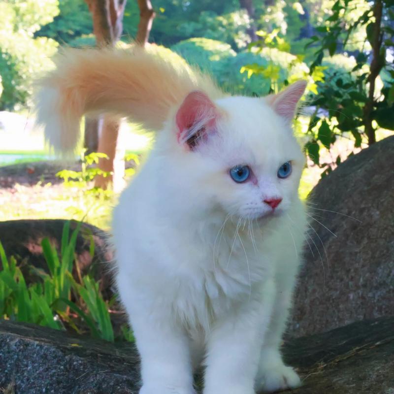 火焰布偶猫价格差异大,健康才是明智之选!(火焰布偶猫多少钱一只) 火焰布偶猫价格差异大,健康才是明智之选!(火焰布偶猫多少钱一只)