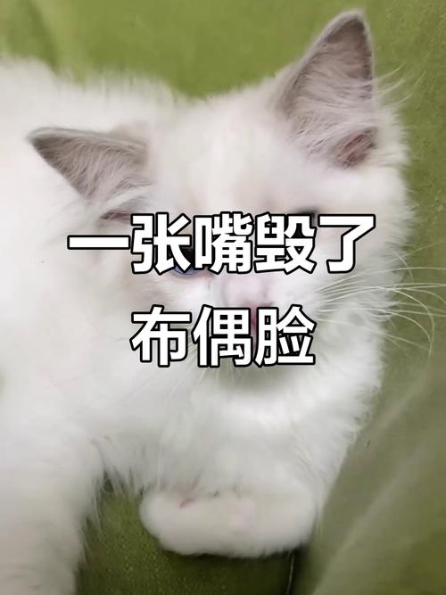 布偶猫尴尬期怎么办?(布偶猫尴尬期的表现) 布偶猫尴尬期怎么办?(布偶猫尴尬期的表现)