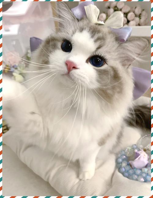 温顺粘人大型猫,价格数千至上万元(布偶猪是什么品种的猫) 温顺粘人大型猫,价格数千至上万元(布偶猪是什么品种的猫)