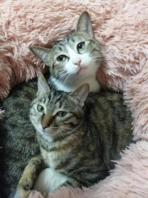 简州猫与狸花猫如何区分?(简州猫和狸花猫的区别图片) 简州猫与狸花猫如何区分?(简州猫和狸花猫的区别图片)