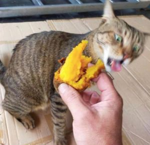 红薯能喂猫吗？少量煮熟无调料为佳！（猫猫可不可以吃红薯）