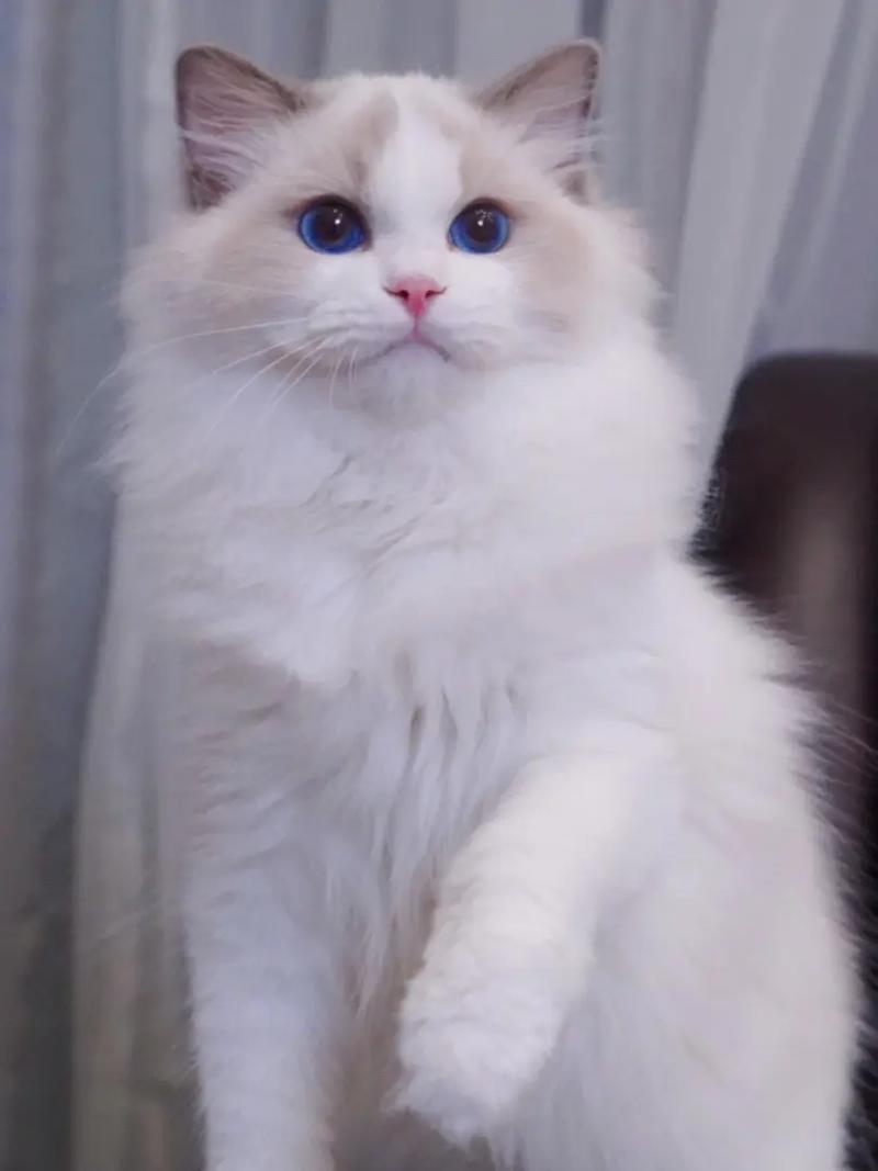 布偶猫纯种看证书和杏仁眼,蓝眼非关键(布偶猫蓝眼睛是纯种吗) 布偶猫纯种看证书和杏仁眼,蓝眼非关键(布偶猫蓝眼睛是纯种吗)