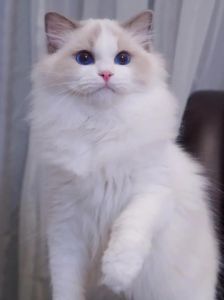 布偶猫纯种看证书和杏仁眼，蓝眼非关键（布偶猫蓝眼睛是纯种吗）