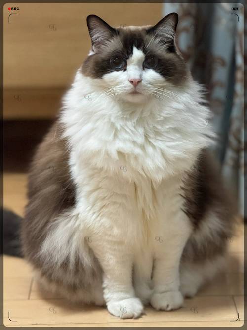 猫咪颜值性格大盘点(十大最美布偶猫图片) 猫咪颜值性格大盘点(十大最美布偶猫图片)