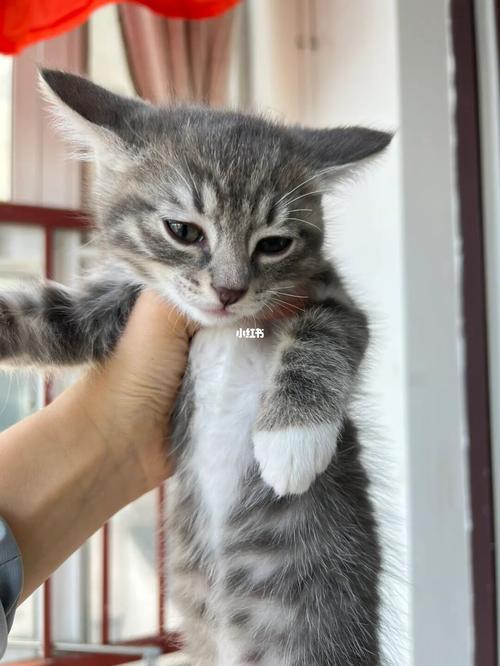 狸花布偶性格不同也能相处好(狸花猫可以和布偶猫一起养吗) 狸花布偶性格不同也能相处好(狸花猫可以和布偶猫一起养吗)